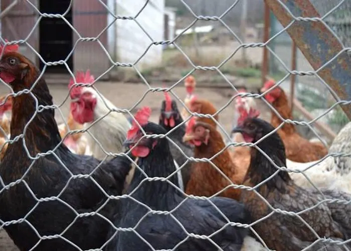 Frühstückspension Ferme U San Martinu