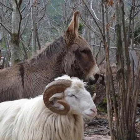 Ferme U San Martinu Bed & Breakfast 3*