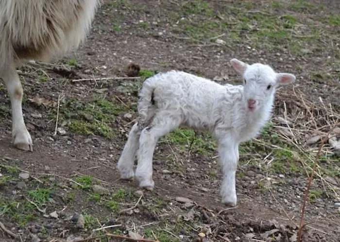 Ferme U San Martinu 3*